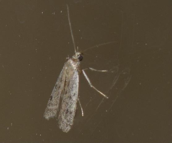 Phycitodes inquinatella (Pyralidae)?